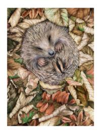 hedgehog Asleep by MASALA CARDS