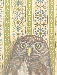 Pygmy Owl Note Card by EMILY UCHYTIL