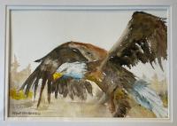 America's Bird by STEVE PHILBROOK