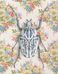 Goliath Beetle (Framed 8x10) by EMILY UCHYTIL